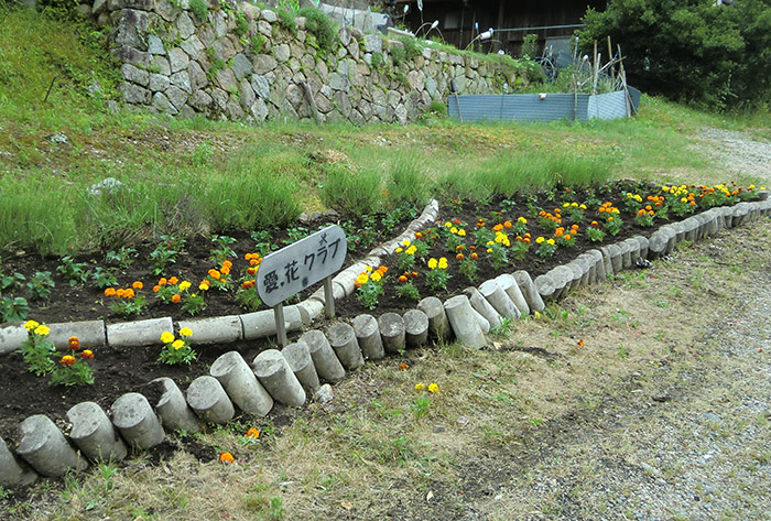 愛 花クラブによる花壇の植え替え トウモロコシ追肥 美しい大野瀬町の四季