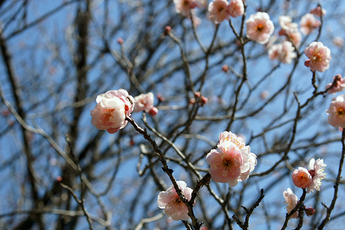 SONY DSC