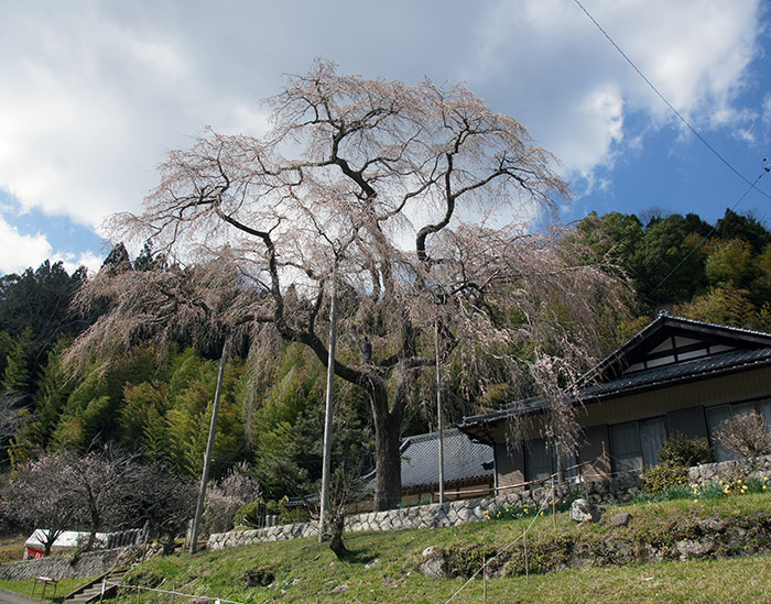 SONY DSC